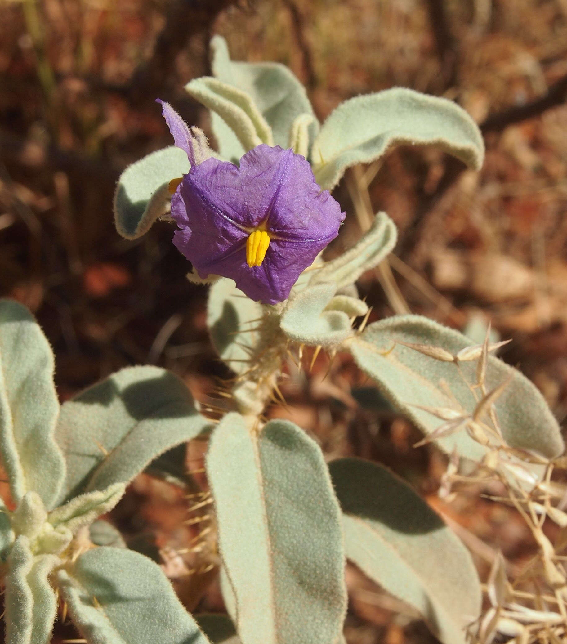 Image of Solanum chippendalei D. E. Symon