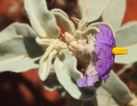 Image of Solanum chippendalei D. E. Symon