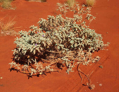 Image of Solanum chippendalei D. E. Symon