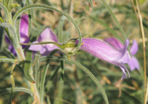 Imagem de Eremophila gilesii F Muell.