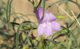 Imagem de Eremophila gilesii F Muell.