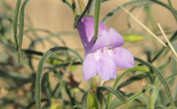 Imagem de Eremophila gilesii F Muell.