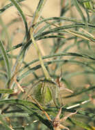 Imagem de Eremophila gilesii F Muell.