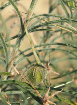 Imagem de Eremophila gilesii F Muell.