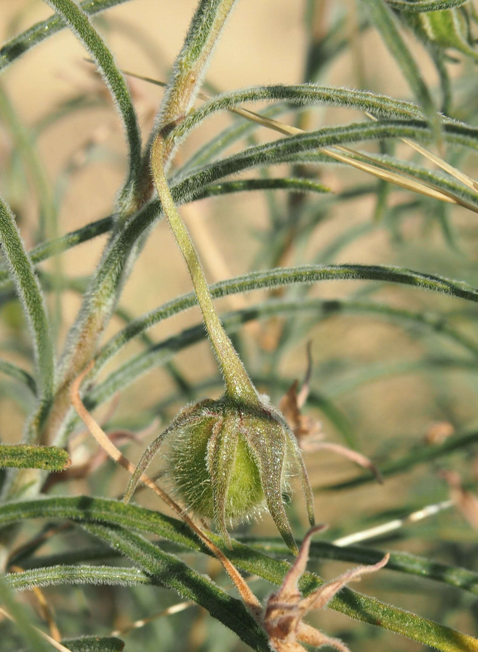 Imagem de Eremophila gilesii F Muell.