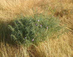 Imagem de Eremophila gilesii F Muell.