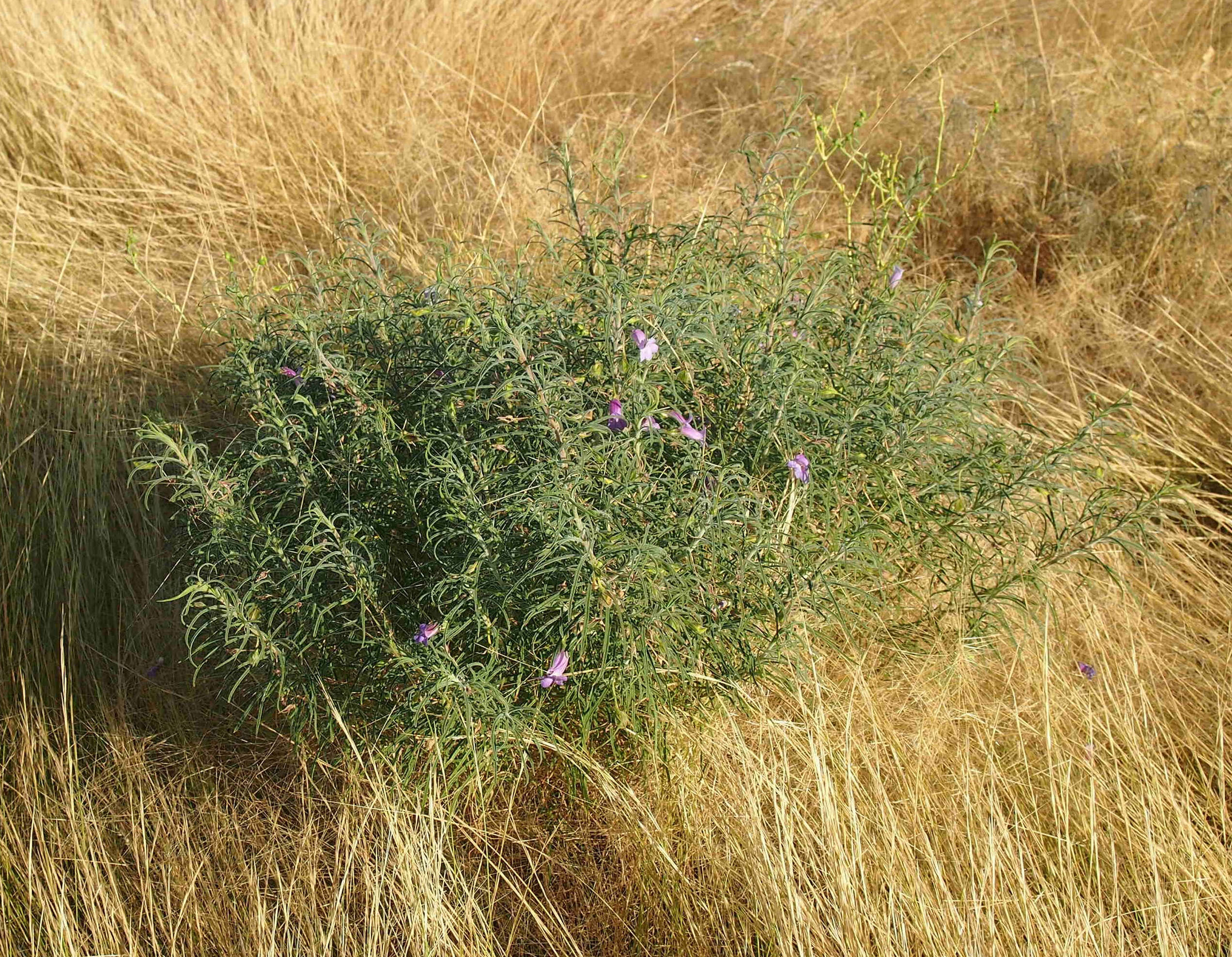 Imagem de Eremophila gilesii F Muell.