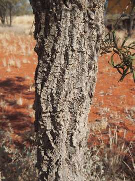 Image of Hakea macrocarpa A. Cunn. ex R. Br.