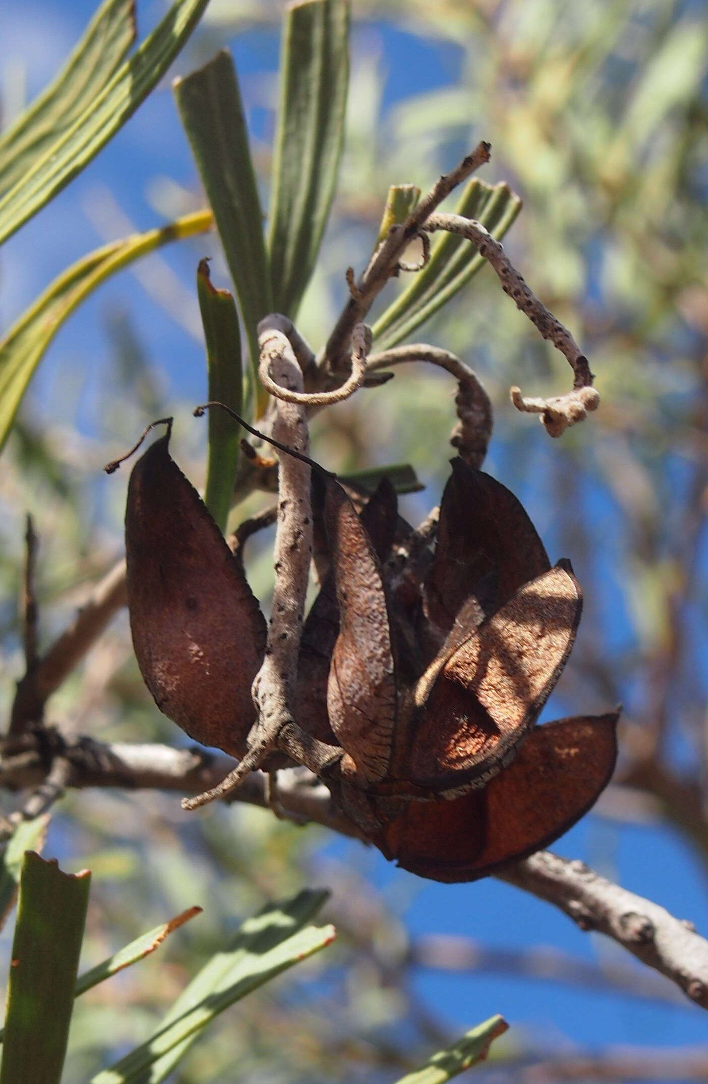 Image of Hakea macrocarpa A. Cunn. ex R. Br.