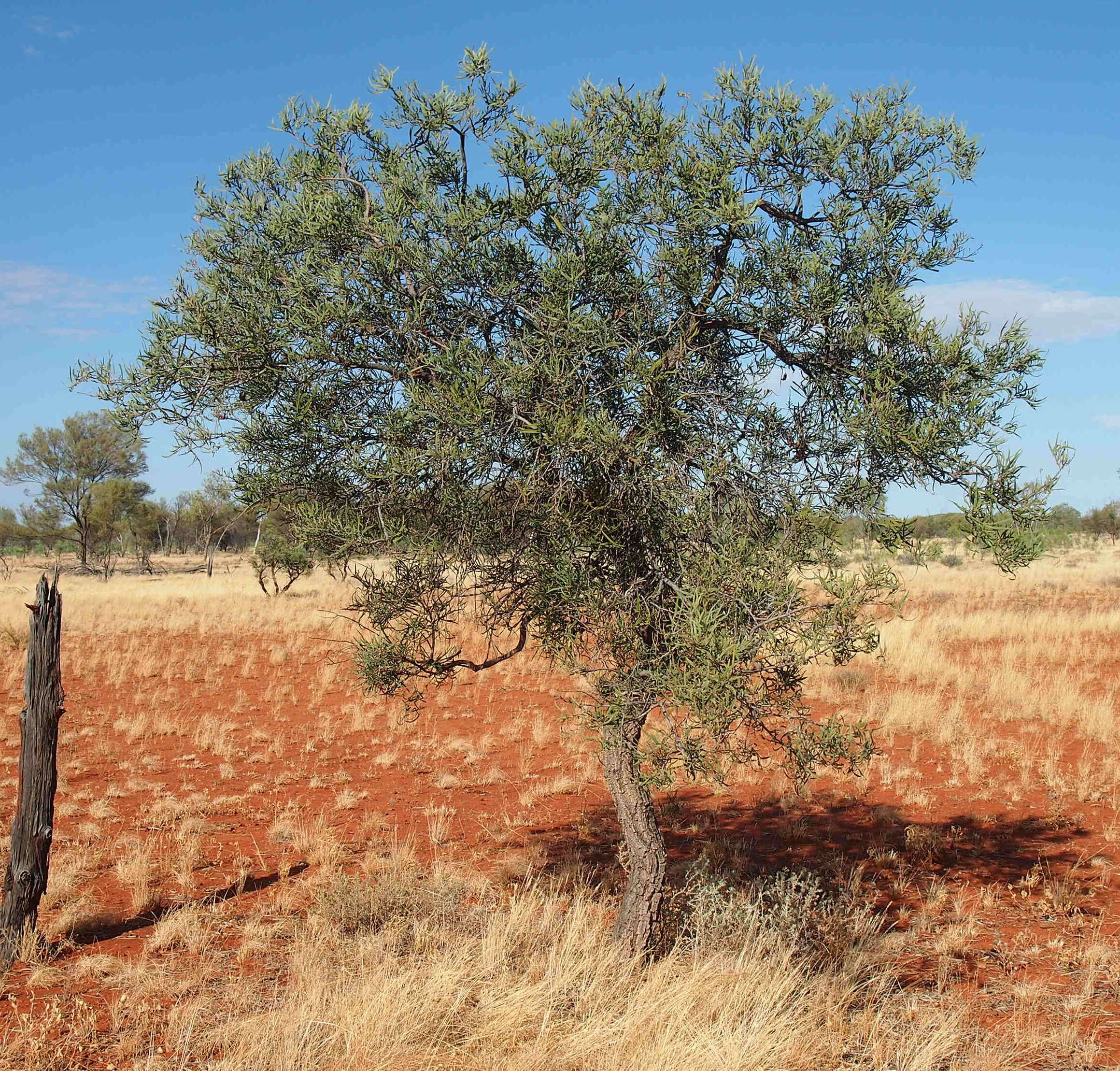 Image of Hakea macrocarpa A. Cunn. ex R. Br.