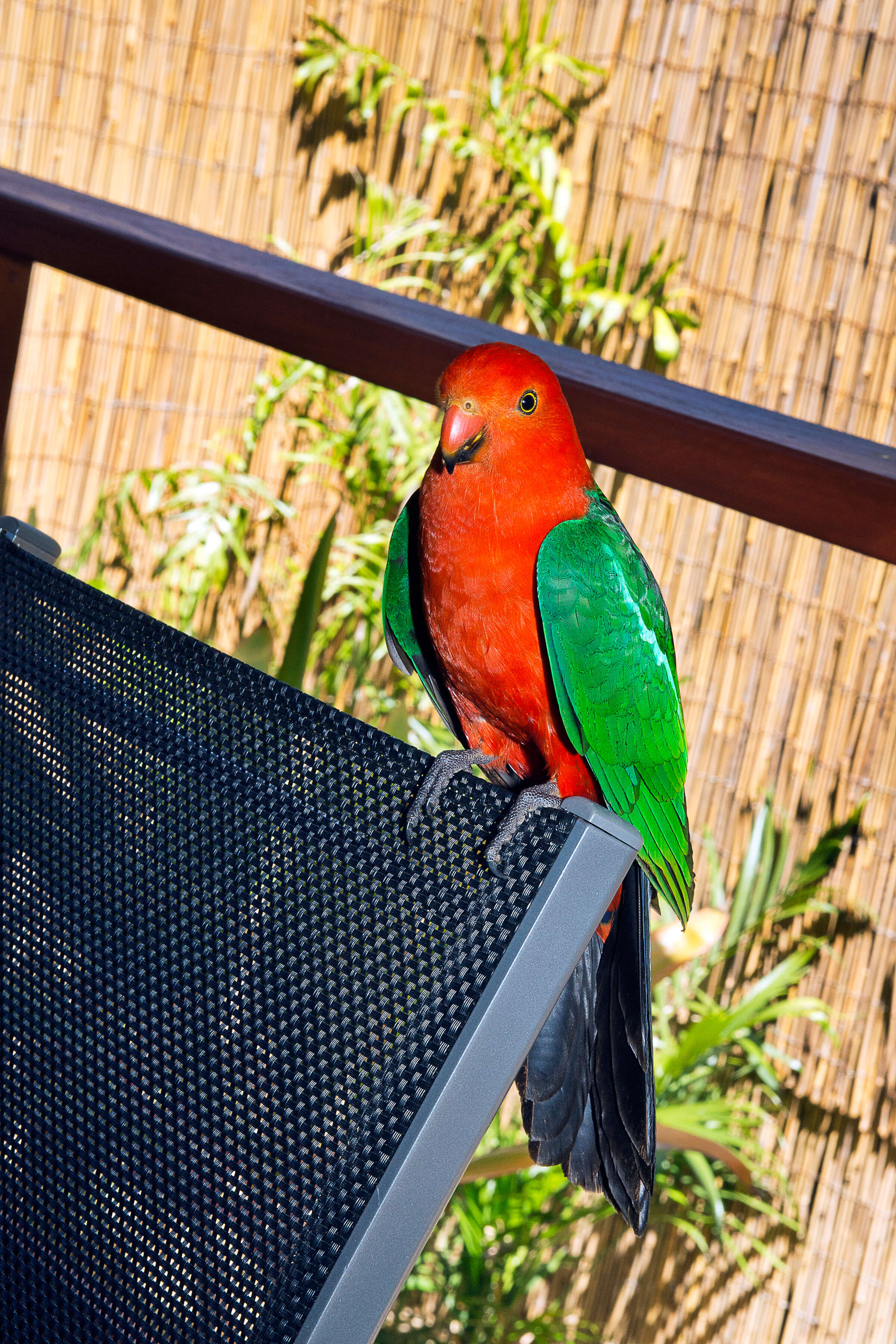 Image of Australian King Parrot