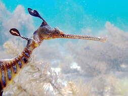 صورة Phyllopteryx