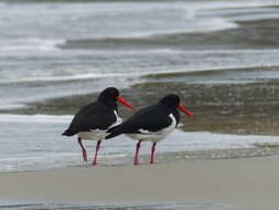 Image of Australian Pied Oystercatcher