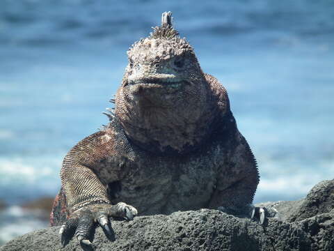 Image of marine iguana