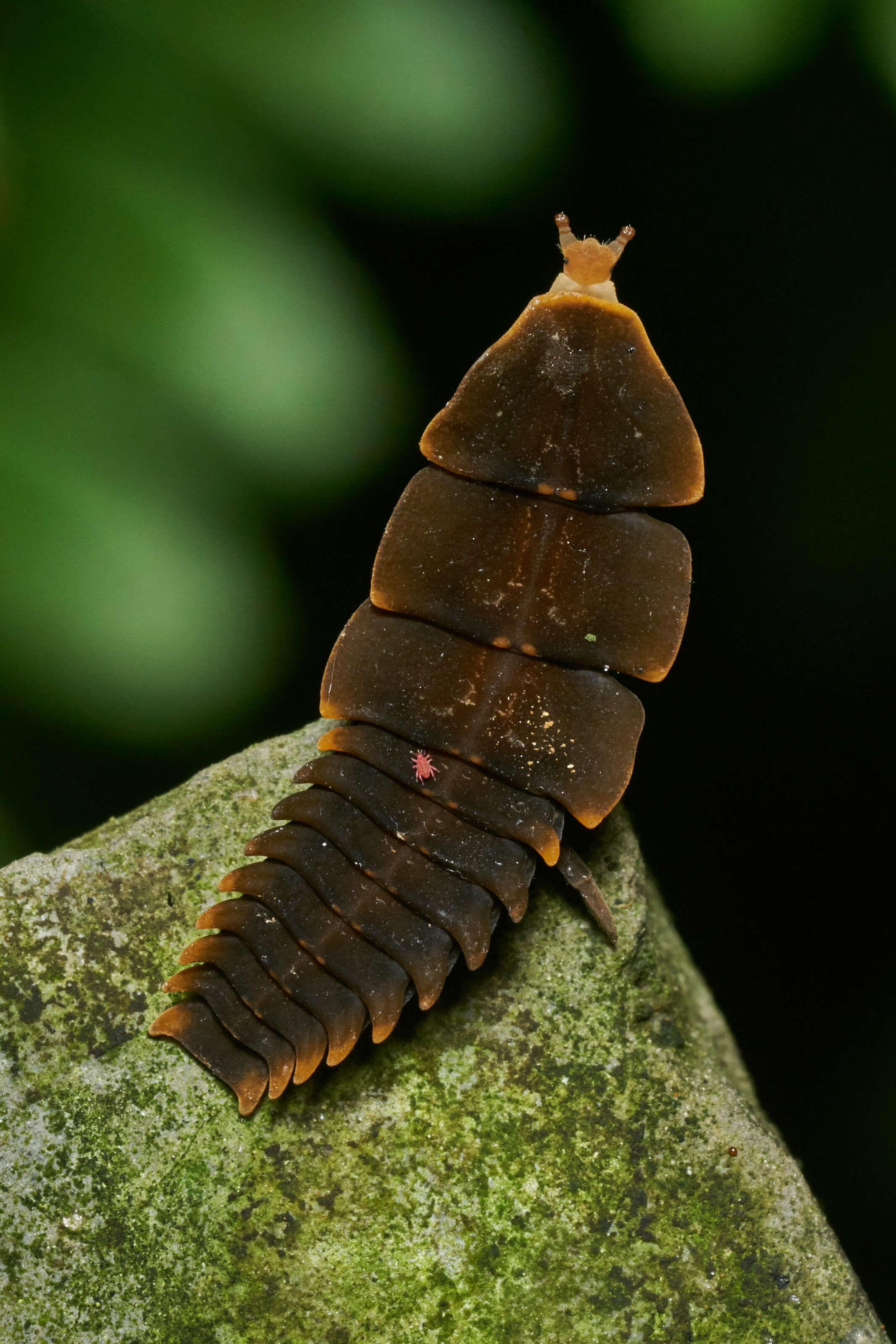 Image of predatory mites