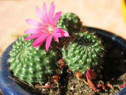 Image of Rebutia minuscula K. Schum.