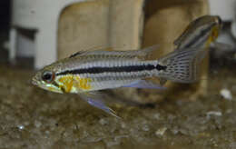 Image of banded dwarf cichlid