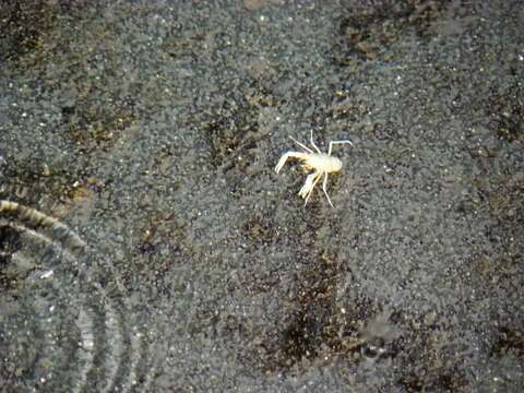 Plancia ëd Munidopsis polymorpha Koelbel 1892