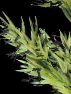 Image of pinegrass