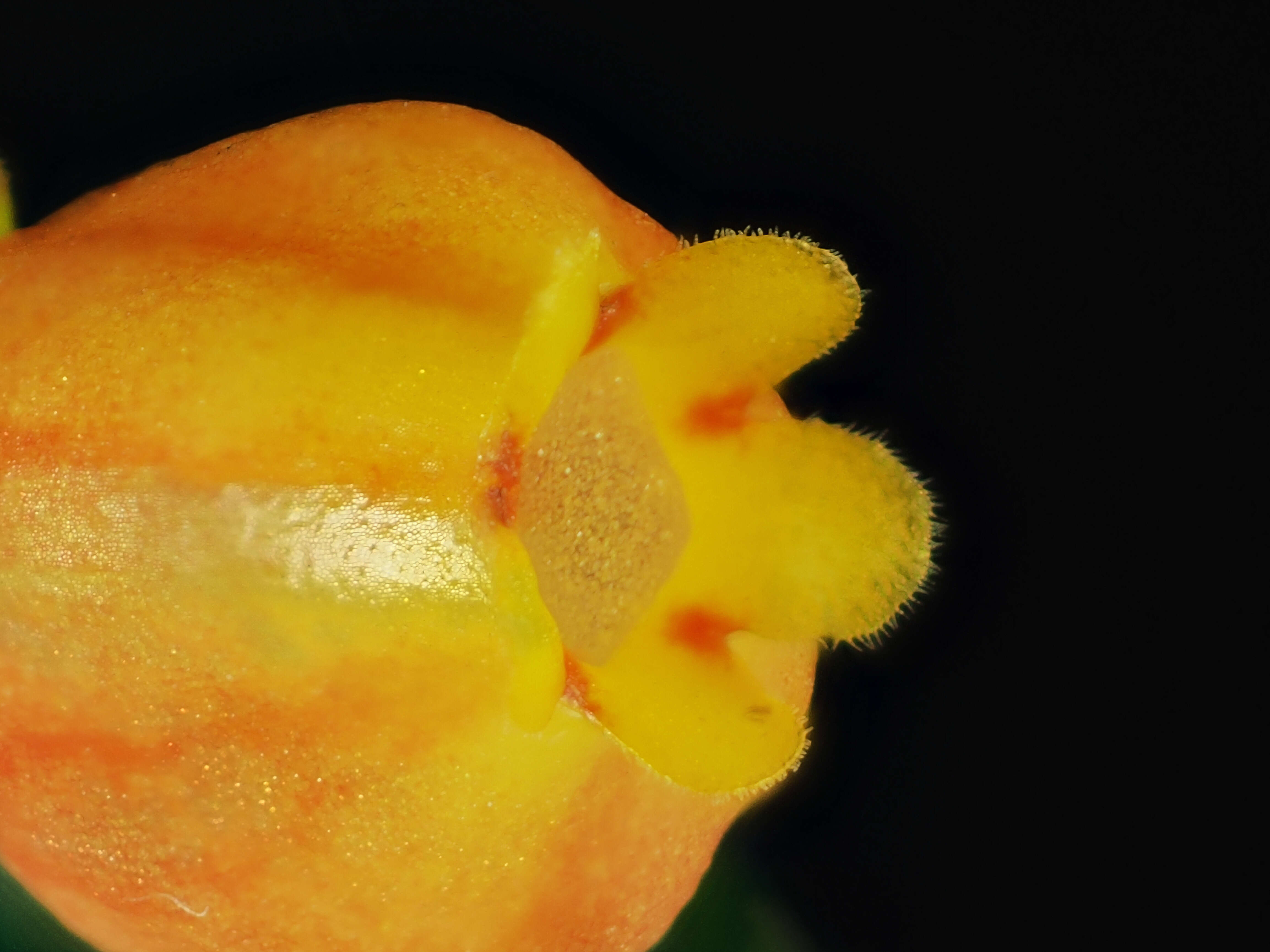 Image of Columnea microcalyx Hanst.