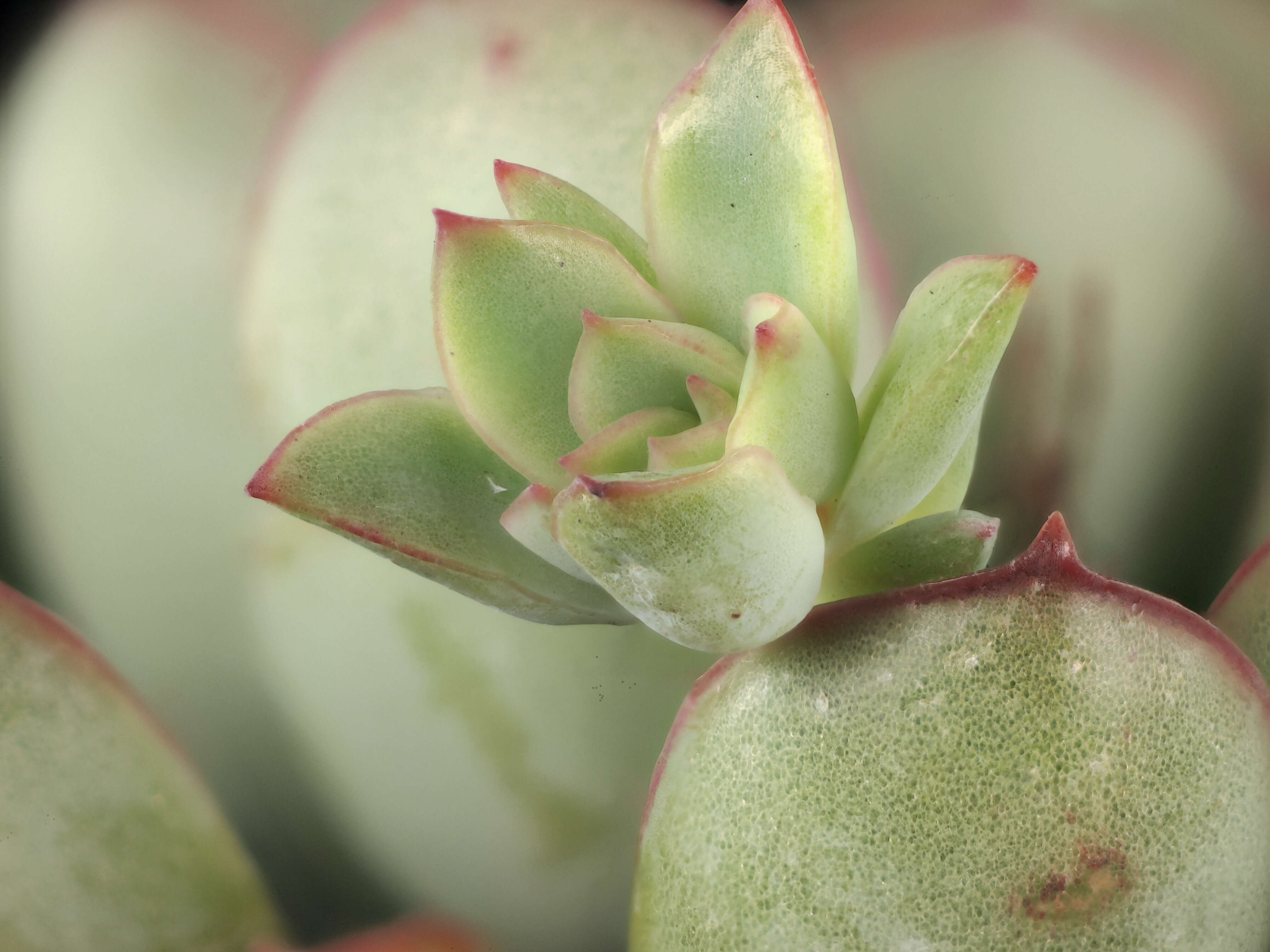 Image of Echeveria pulidonis Walther