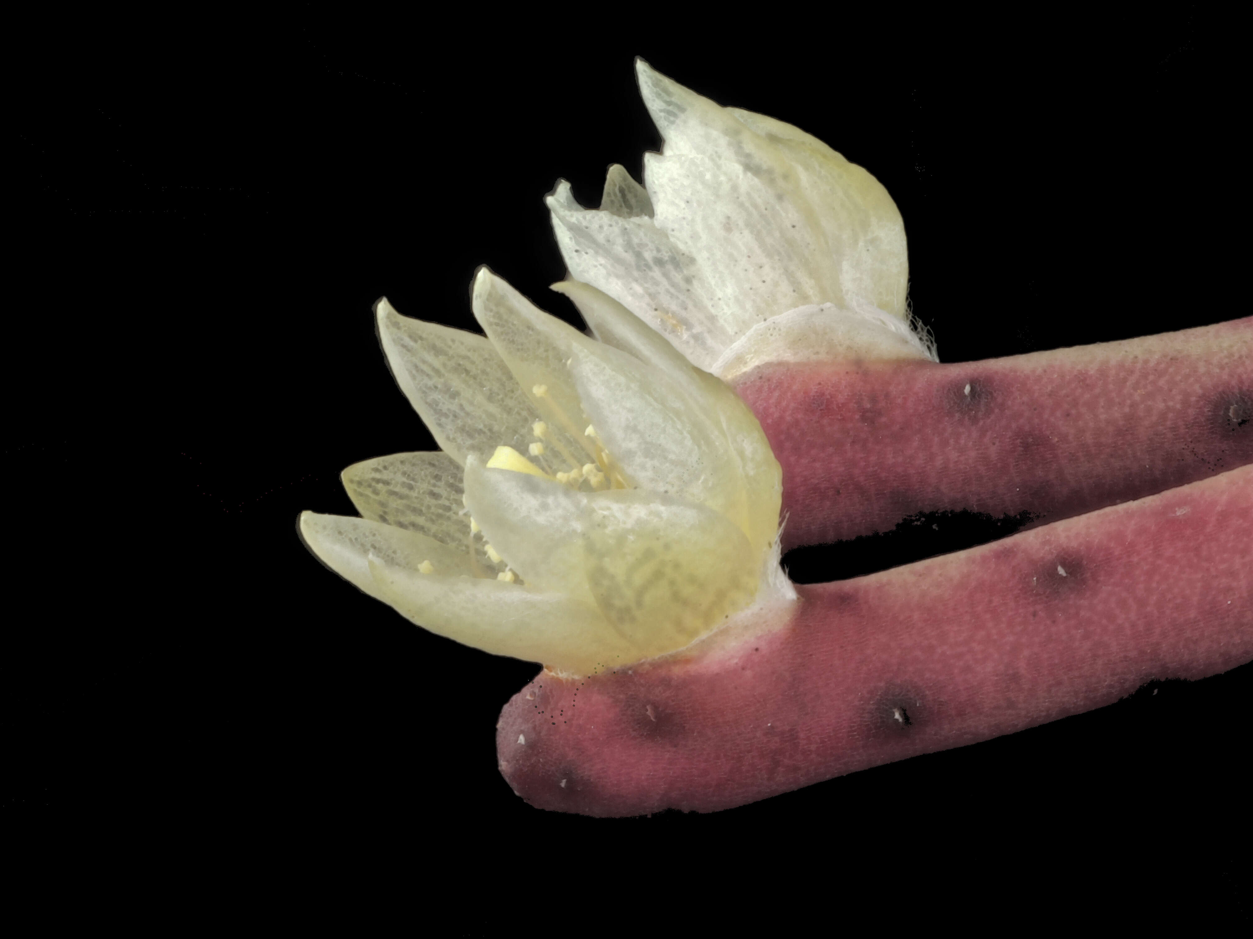 Image of Mistletoe Cactus