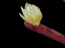 Image of Mistletoe Cactus