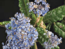 Image of Hearst Ranch buckbrush