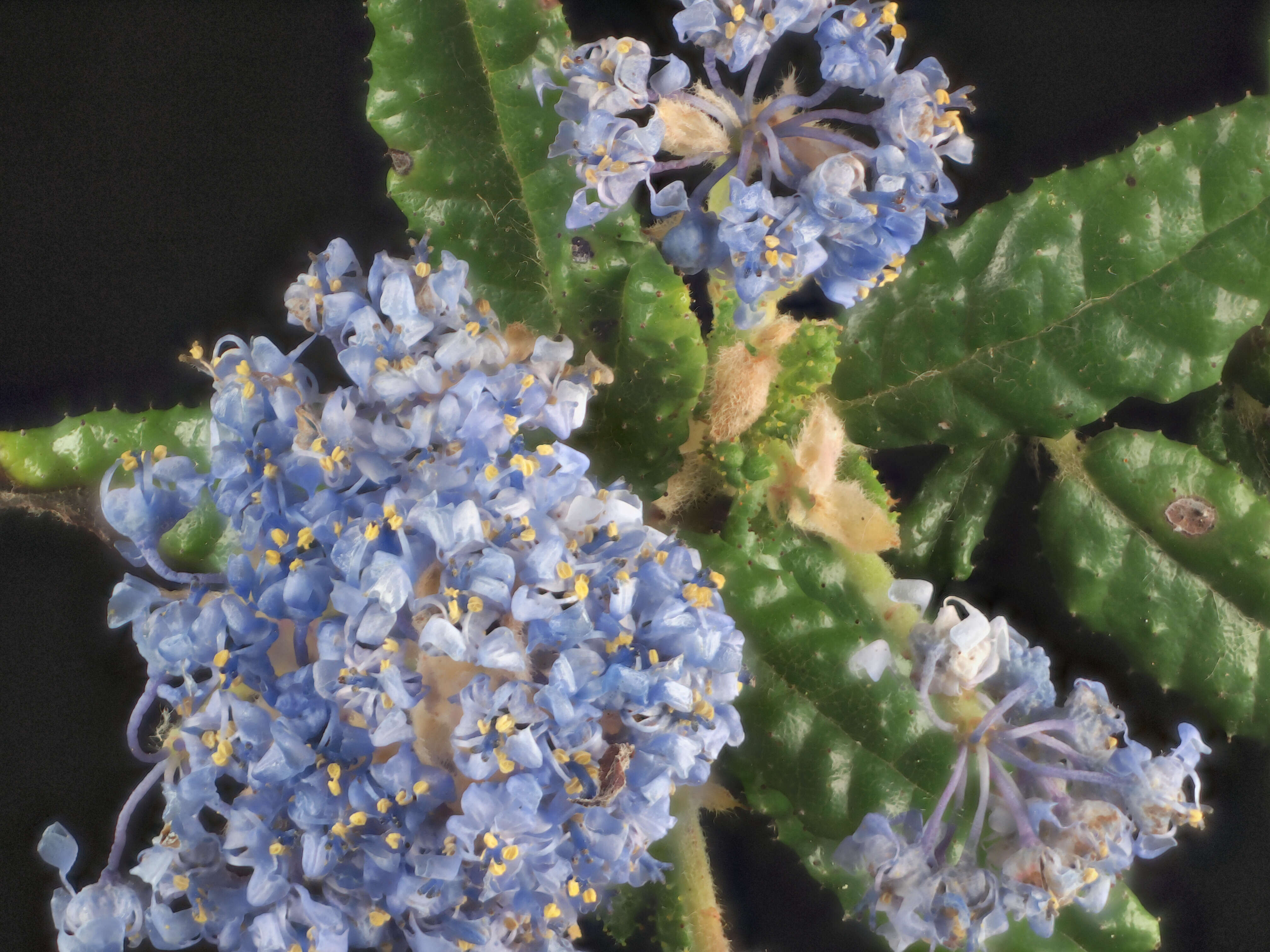 Image of Hearst Ranch buckbrush