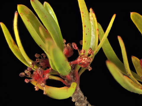 Image of red shrubby-spurge