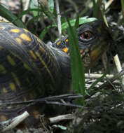 Image of Eastern box turtle