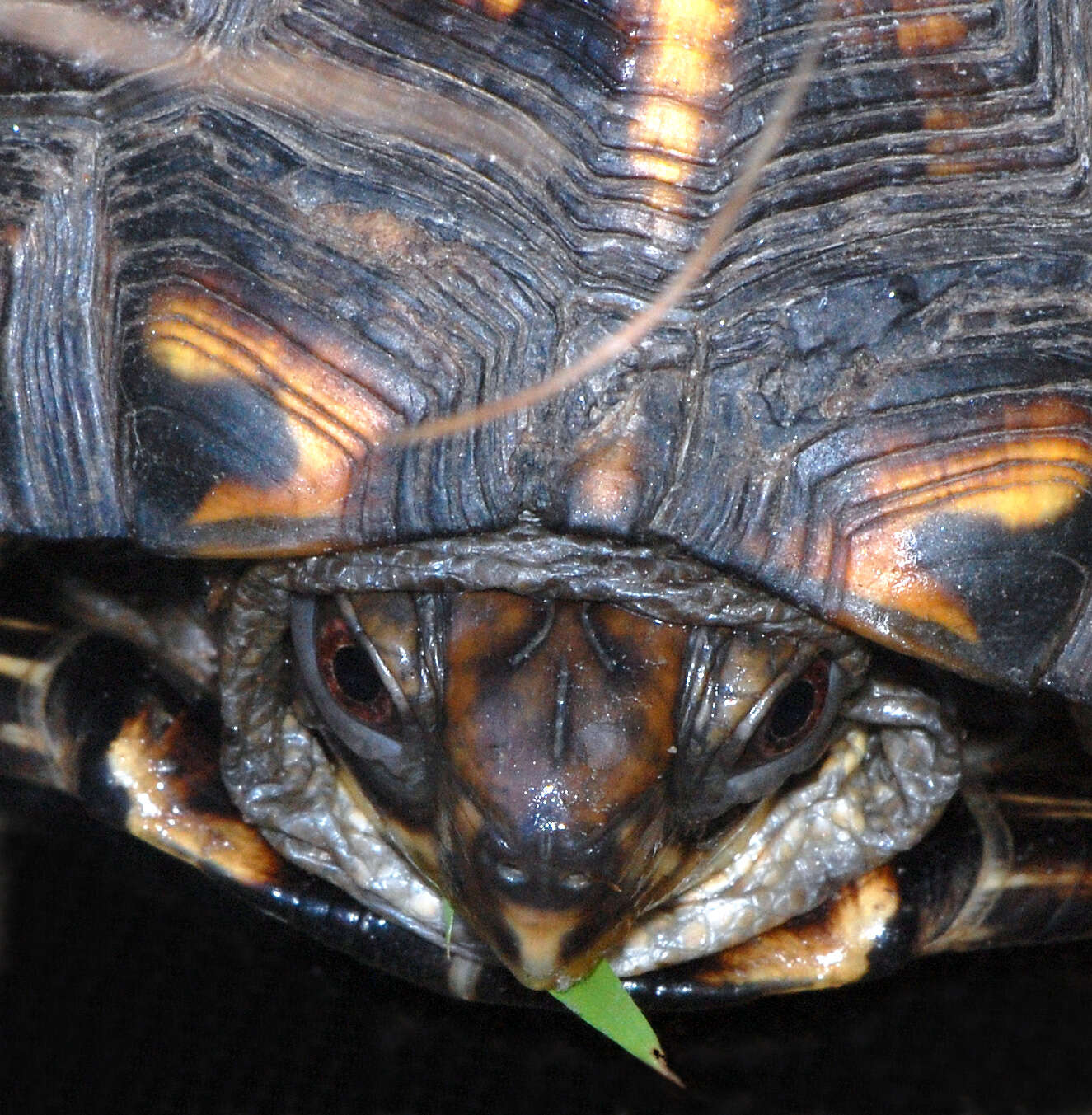 Image of Eastern box turtle