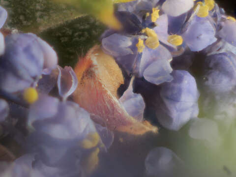 Image of Rincon Ridge ceanothus