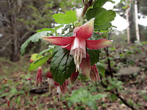 Image of Santa Cruz gooseberry