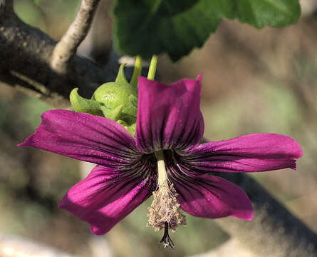 Imagem de Malva assurgentiflora (Kellogg) M. F. Ray