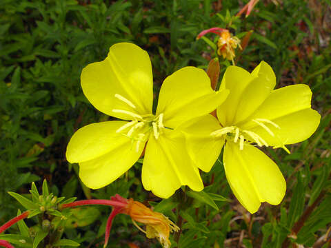 Oenothera elata Kunth的圖片