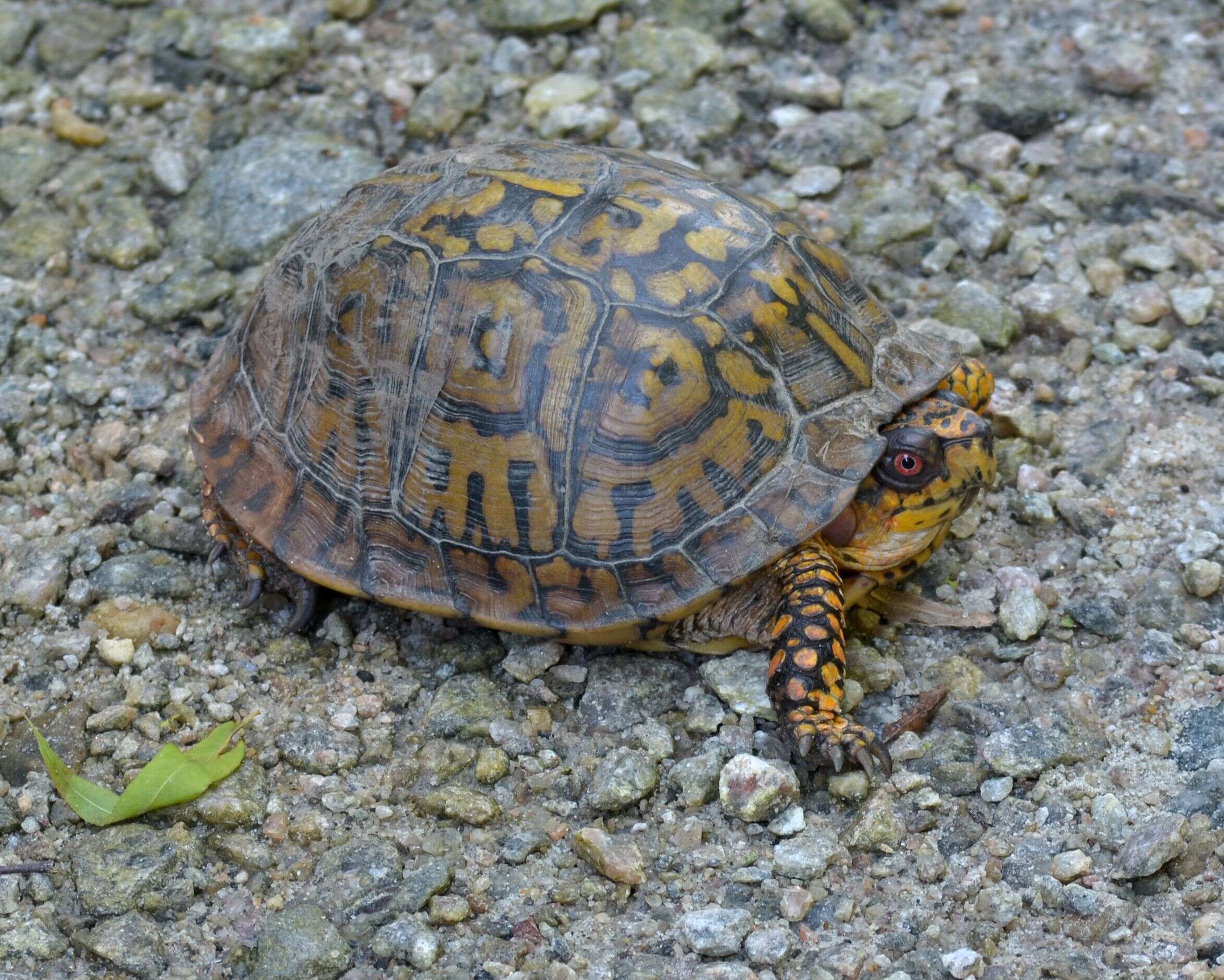 Image of Eastern box turtle