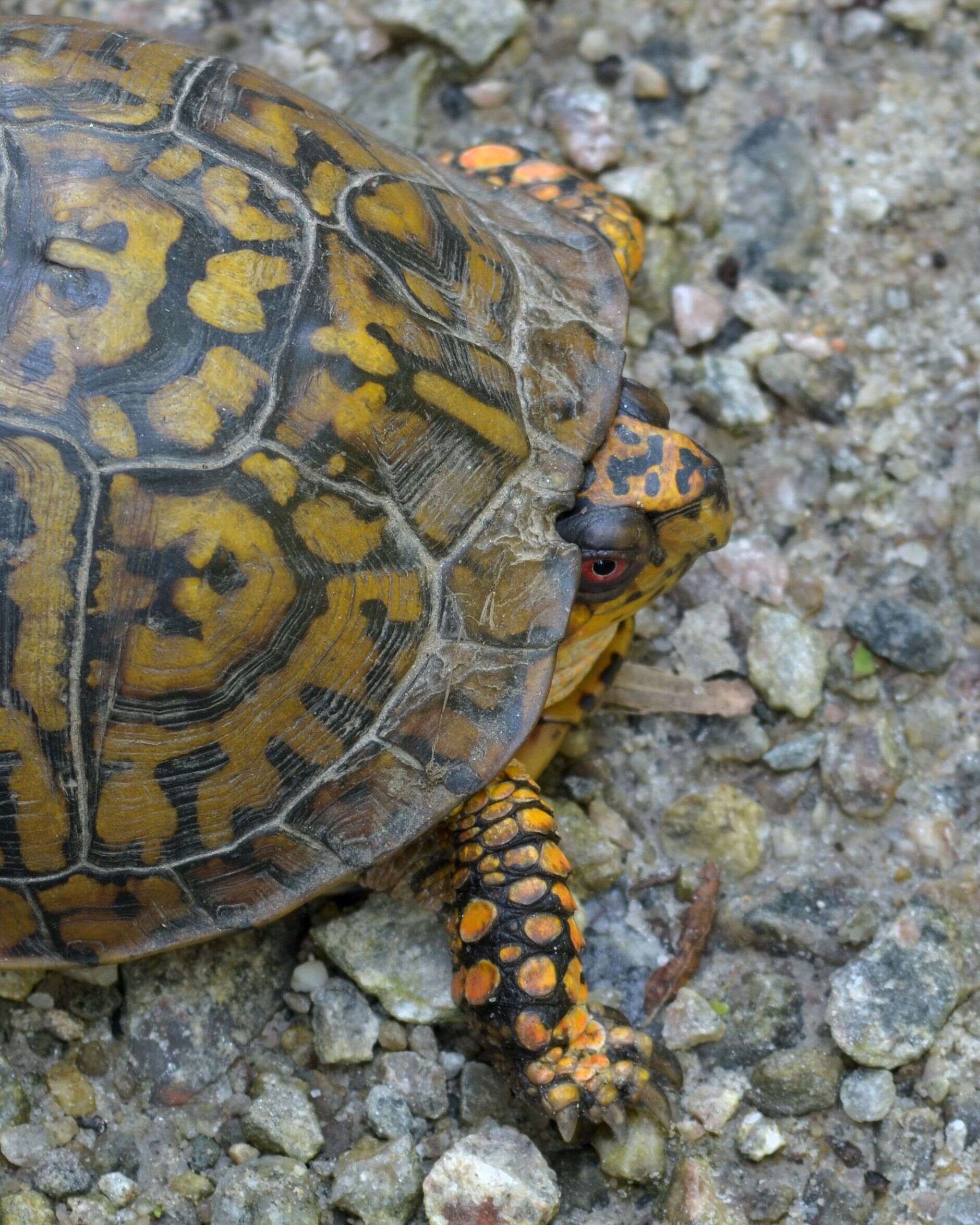 Image of Eastern box turtle