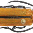 Image of Eustathes flava Newman 1842