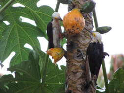 Image of White Woodpecker