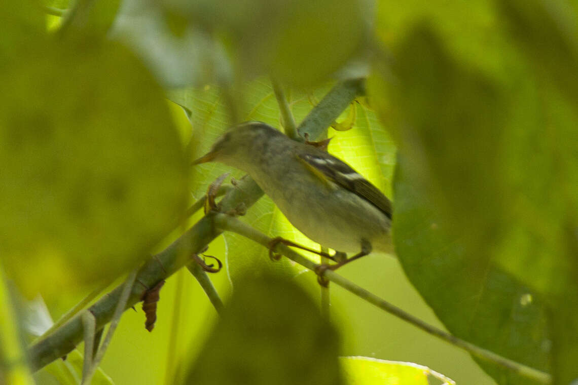 Image of Grey-legged Leaf-Warbler