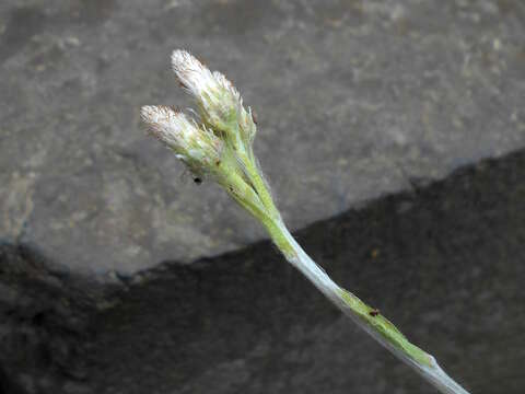 Image of woman's tobacco