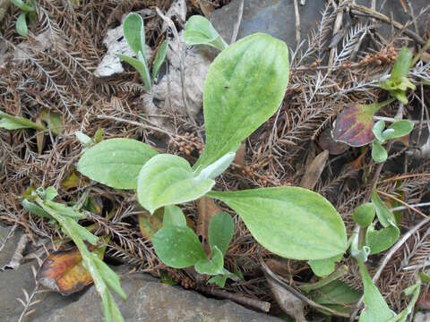 Image of woman's tobacco