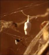 Image of Dewdrop spider