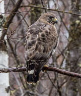 Plancia ëd Buteo platypterus (Vieillot 1823)