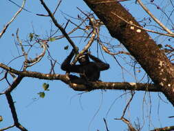 Image of Hoolock Gibbon