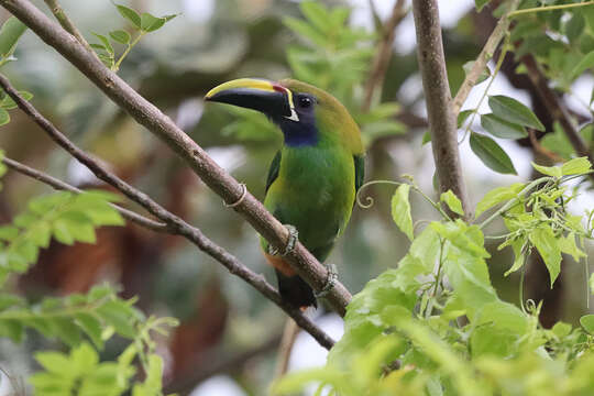 Image of Blue-throated Toucanet