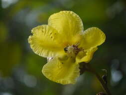 Image of shrubby dillenia