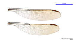 Image of Diphlebia coerulescens Tillyard 1913