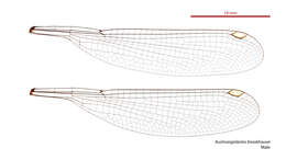 Image of Barrington Flatwing